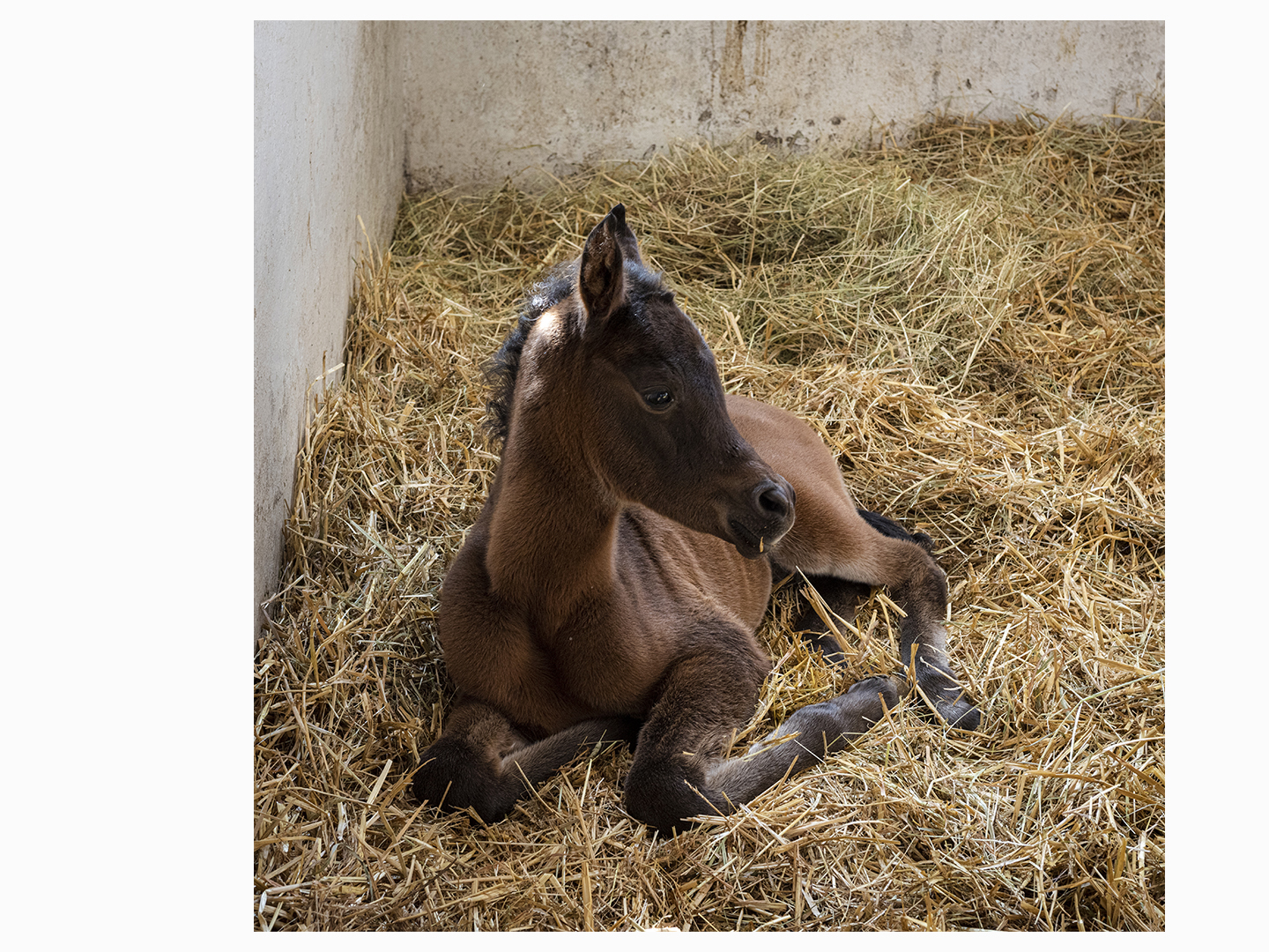 Źrebak leżący na sianie