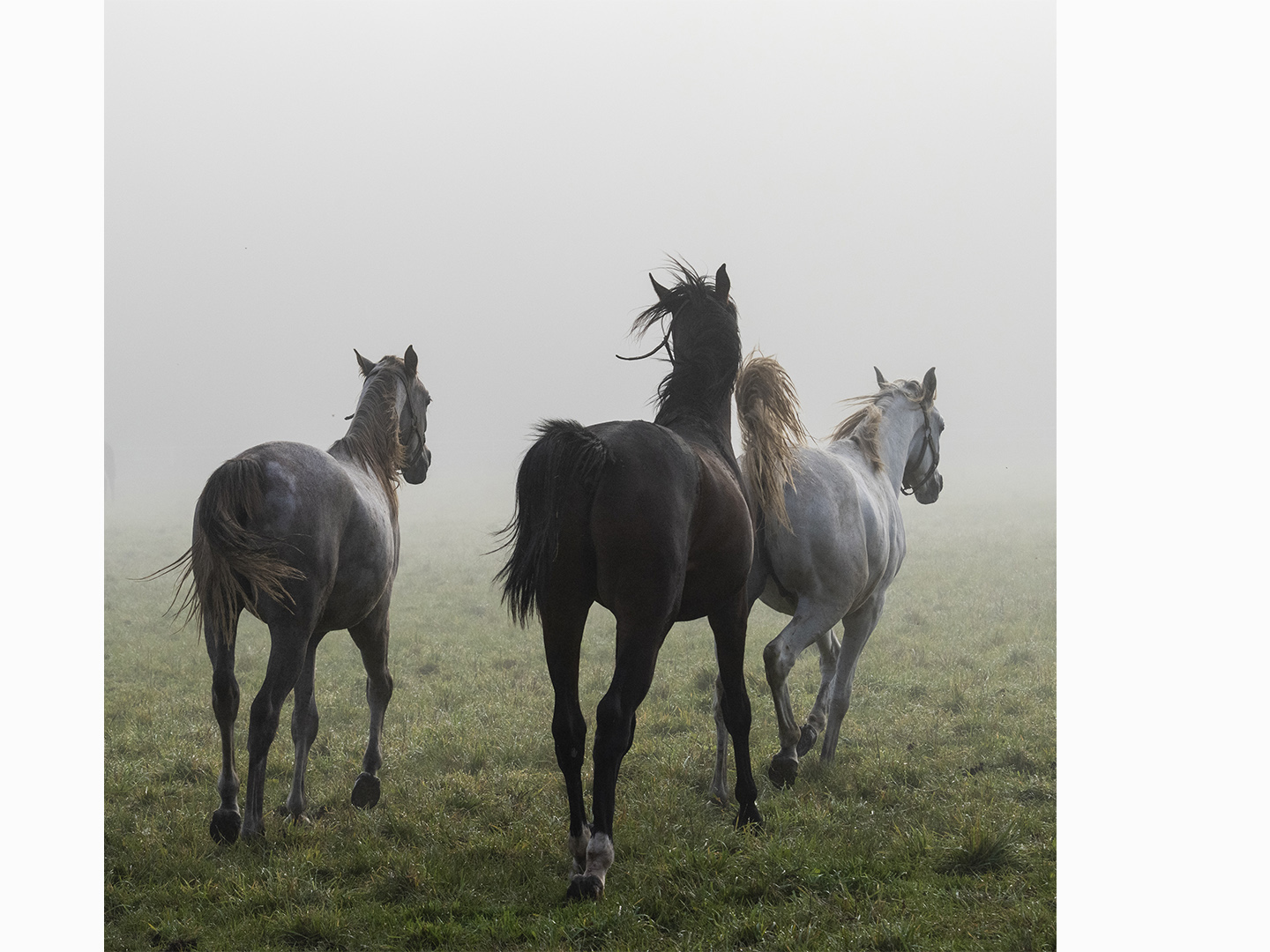 Trzy konie zrywające się do galopu