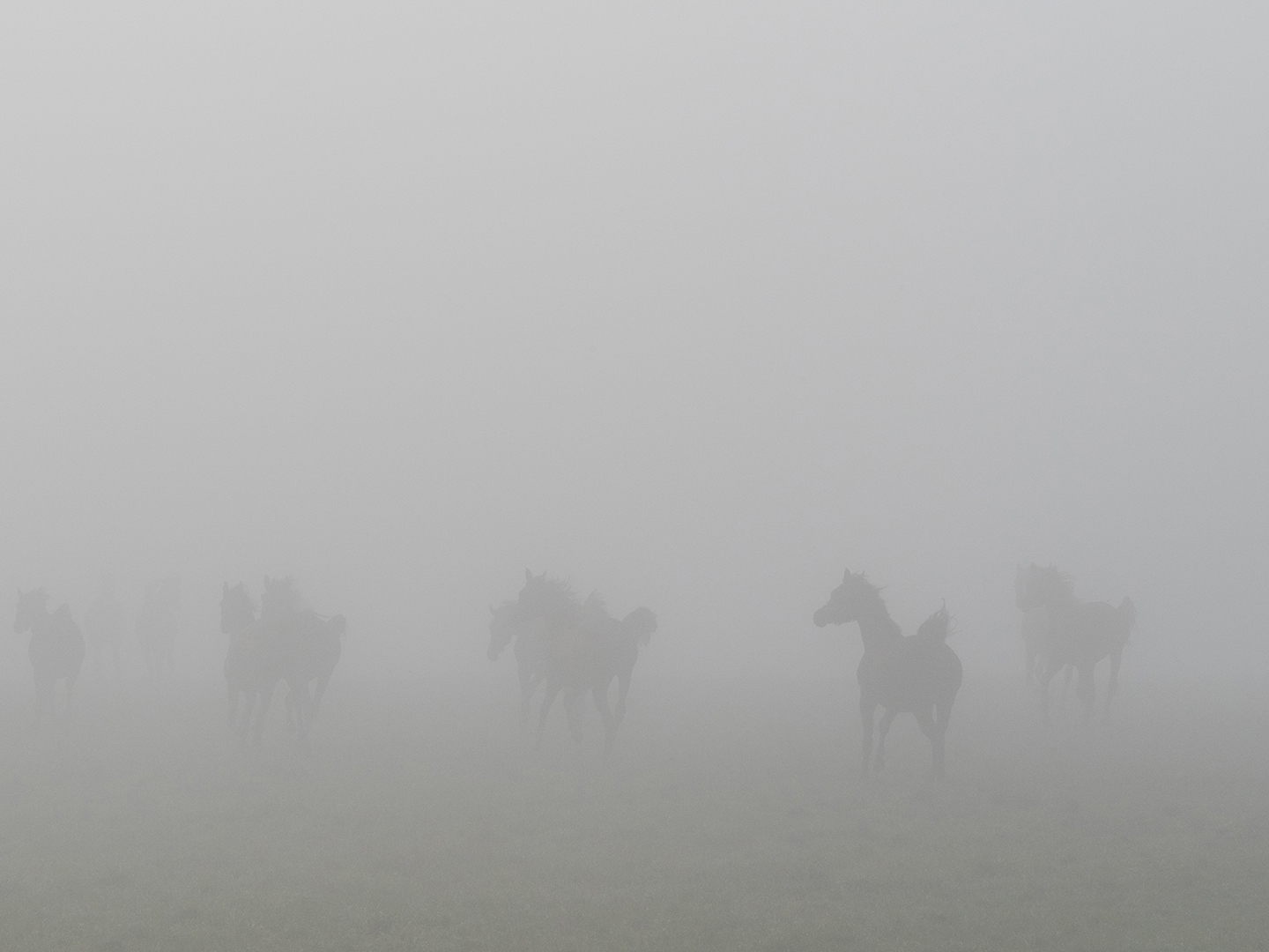 Konie na łące w silnej mgle