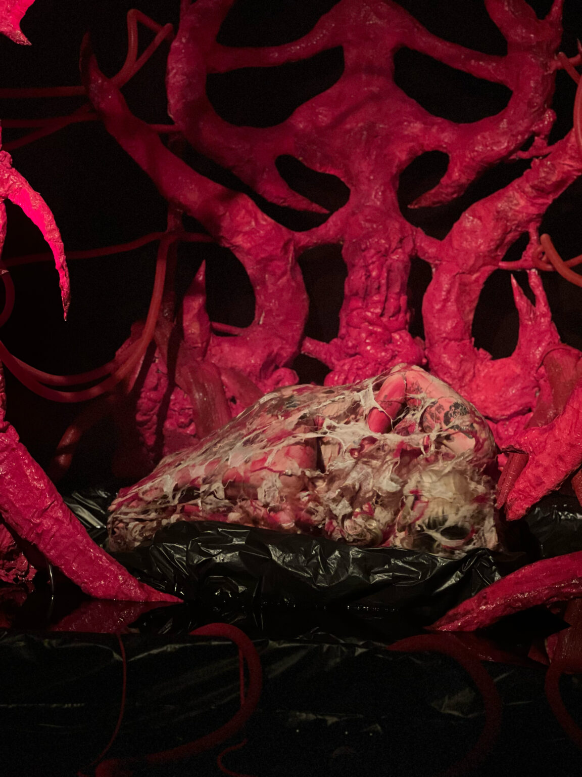 dyplom licencjacki Alesii Maisei